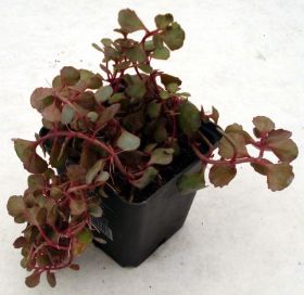 Sedum Steingarten 03.jpg