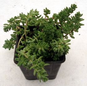 Sedum Steingarten 04.jpg