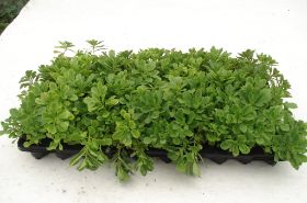 Sedum Pflanzen 05.jpg