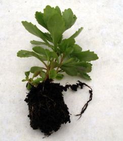 Sedum Pflanzen 06.jpg