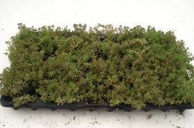 Sedum Pflanzen 07.jpg