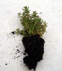 Sedum Pflanzen 08.jpg