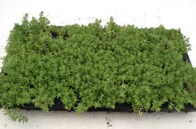 Sedum Pflanzen 09.jpg