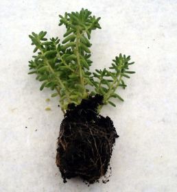 Sedum Pflanzen 10.jpg