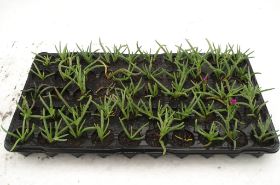 Sedum Pflanzen 11.jpg