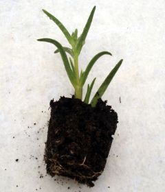 Sedum Pflanzen 12.jpg