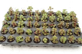 Sedum Pflanzen 13.jpg