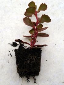 Sedum Pflanzen 14.jpg