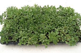 Sedum Pflanzen 15.jpg
