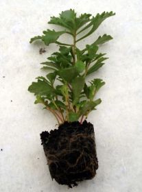Sedum Pflanzen 16.jpg