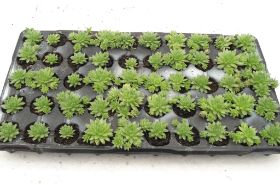 Sedum Pflanzen 17.jpg