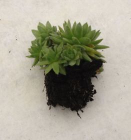 Sedum Pflanzen 18.jpg